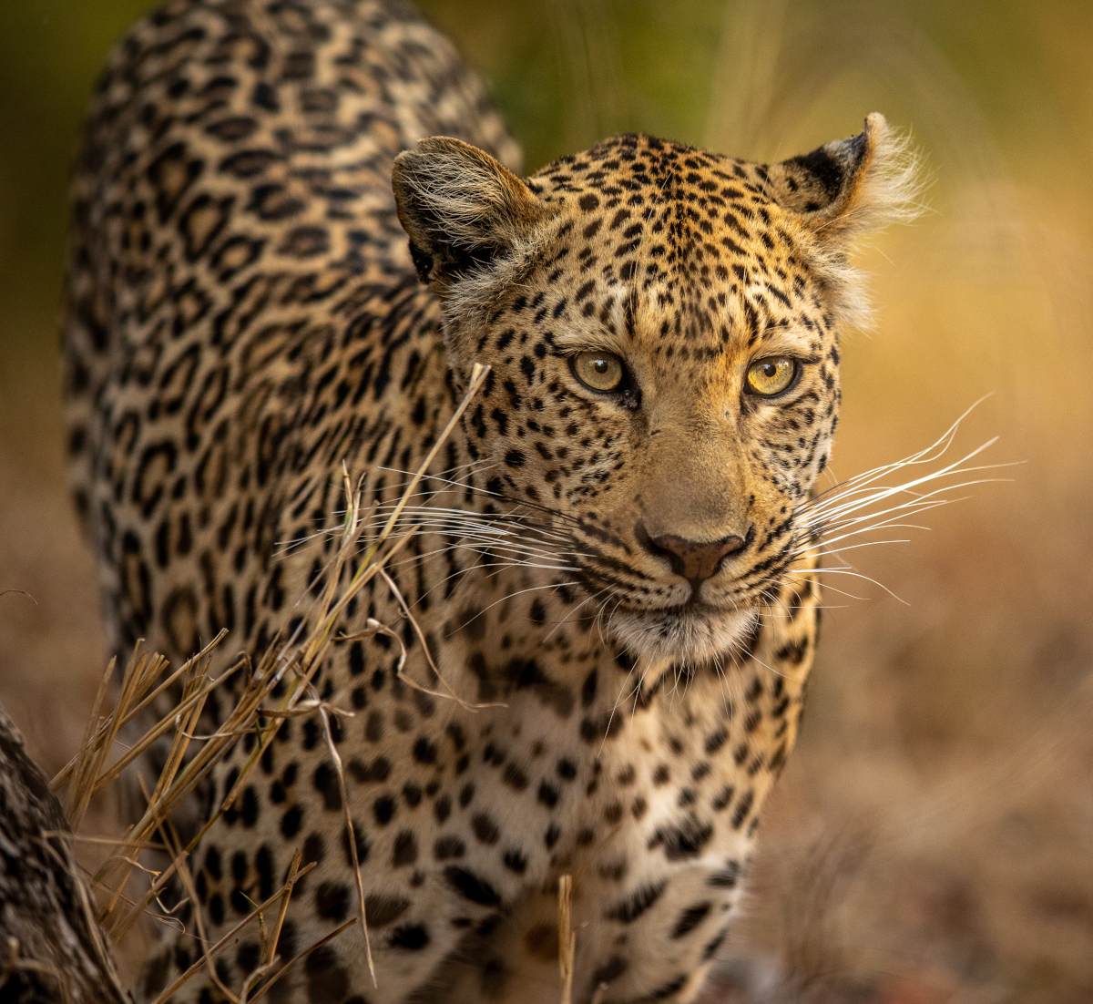 African Leopard by Nick Lamon