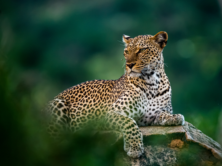 Regal Leopard Ingwe, version number of Bika Open Source LIMS 4